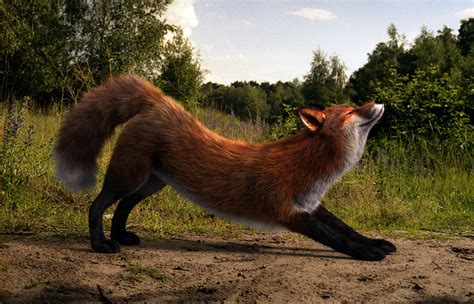 Summer Fox — Weasyl