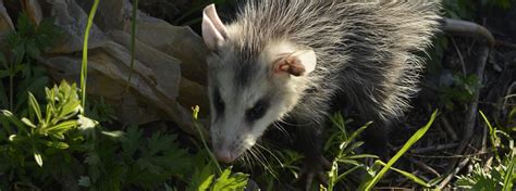 Gatlinburg Opossum Control Removal Trapping Of Opossum