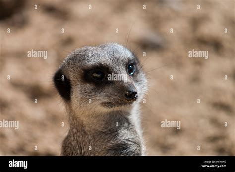 Meerkat Suricata Suricatta Stock Photo Alamy