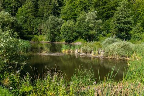 A Tiny Bushy Pond In The Forest Among Stock Image Colourbox