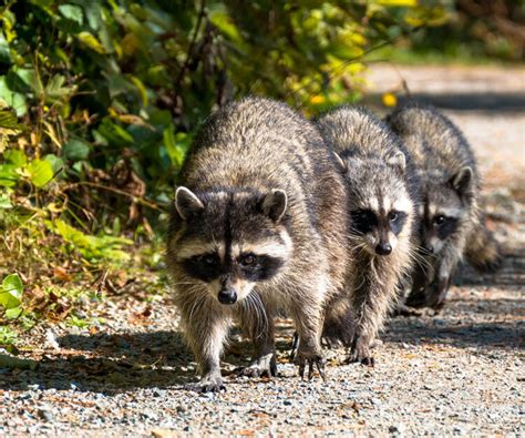 Raccoon Dog Tomawarner