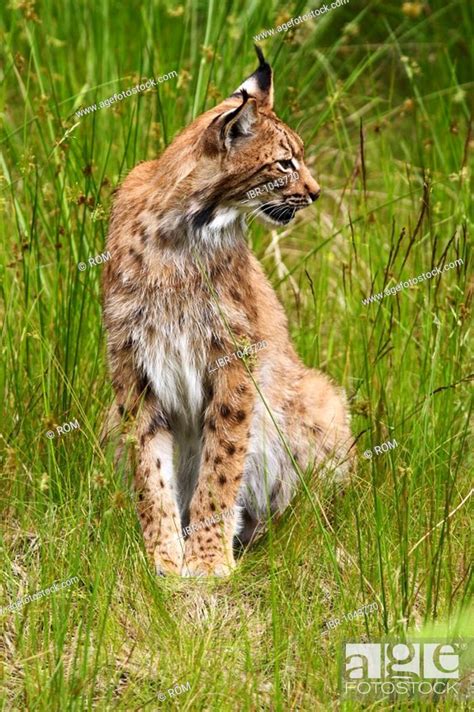 Eurasian Lynx Lynx Lynx Stock Photo Picture And Rights Managed