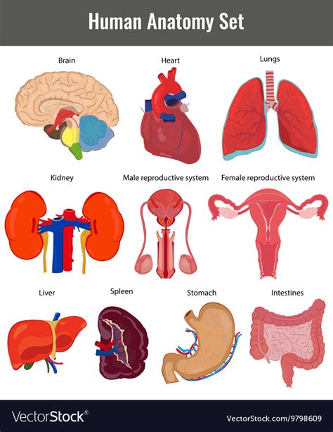 Human Anatomy Set Human Organs Detailed Royalty Free Vector