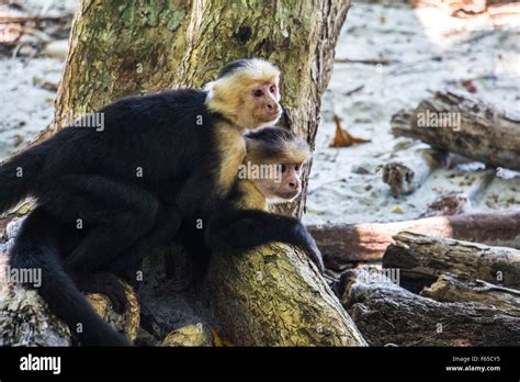 Monkeys Hugging Each Other Stock Photo Alamy