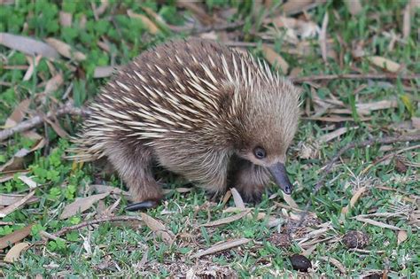 15 Super Cute Baby Animals Of Australia