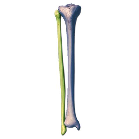 Tibia And Fibula Joint Type