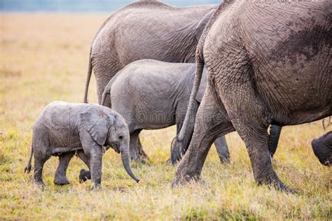 Elephants In Africa Stock Photo Image Of National Savannah 103732576
