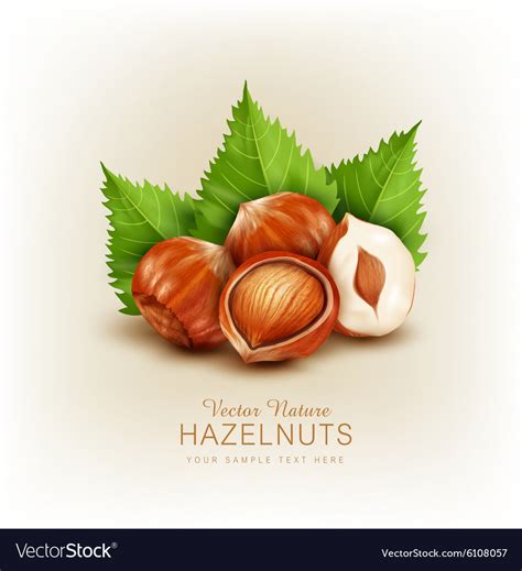 Hazelnut Isolated Element For Design Royalty Free Vector