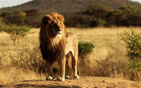 Wonderful Wallpaper Of Lion A Lion On The Grassland Of Africa Free