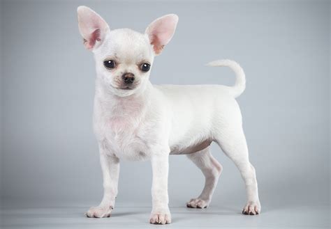 Pictures Chihuahua Dog White Animal