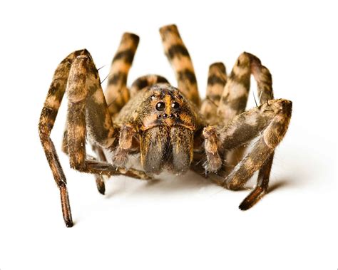 Wolf Spider Insect Facts Az Animals
