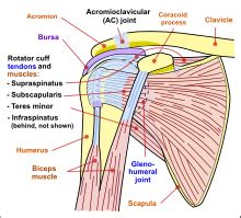Ligaments are vital to your joints working the way they're supposed to. Shoulder - Wikipedia