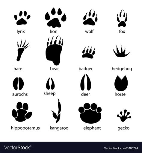 Set Of Different Animal Tracks Royalty Free Vector Image