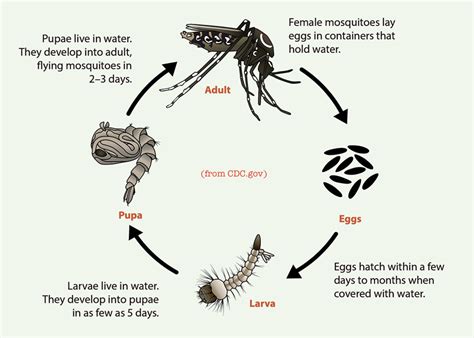 The Mosquito Bucket Hack That Worksjudyschickens