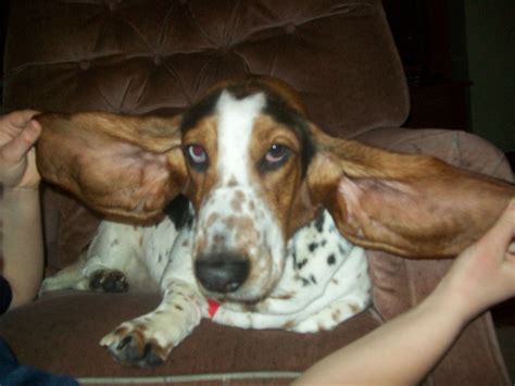 Its The Ambition Of Every Basset Hound To Learn To Fly Using Their