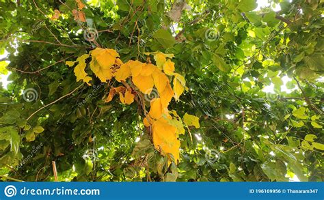 Yellow Leaves Between Green Leaves Stock Photo Image Of Outdoor