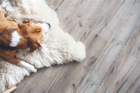 Pet Friendly Flooring Options Which Is Best Best At Flooring Blog