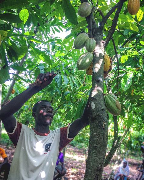 Ghanaian Agricultural Engineer Makes Cocoa Harvesting Easy For Cocoa
