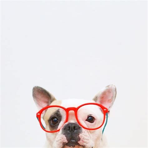 We did not find results for: Happy #friday, French Bulldog in Red Glasses | Frenchie ...