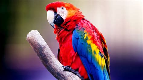 15 Colorful Bird Wallpapers Wallpaperboat