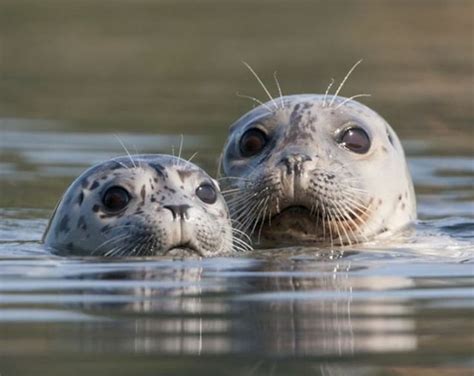 Pin On Seals SEEEAAAALLLSSSS