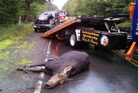 15 Frightening Images Of Moose Vs Vehicle Collisions Pics