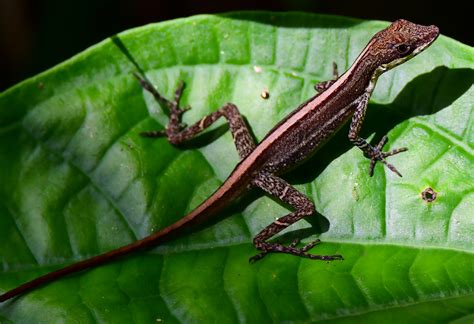 Echse Im Regenwald Foto And Bild Tiere Wildlife Amphibien And Reptilien Bilder Auf Fotocommunity