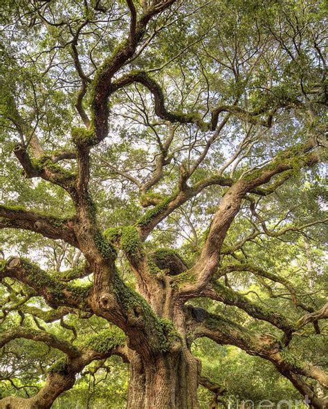 Angel Oak Tree Johns Island Sc Poster By Dustin K Ryan All Posters Are