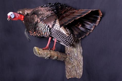Another Cool Turkey Mount Taxidermy Turkey Mounts Hunting Decor