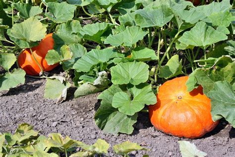 Capsicum 'pumpkin on a stick'. Cutting Back Pumpkin Vines - Learn How To Prune Pumpkins ...