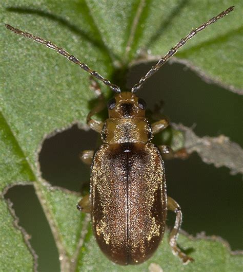 Viburnum Leaf Beetle Pyrrhalta Viburni BugGuide Net