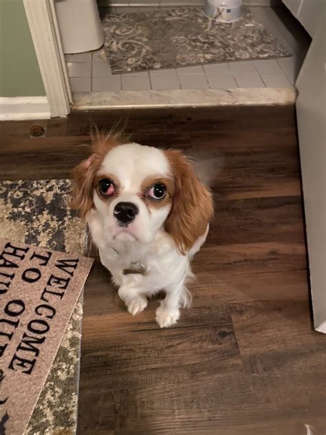 King charles spaniels are affectionate, attentive, gentle toys that adapt to each owner's lifestyle. Cavalier King Charles Spaniel Puppies For Sale | Toms ...