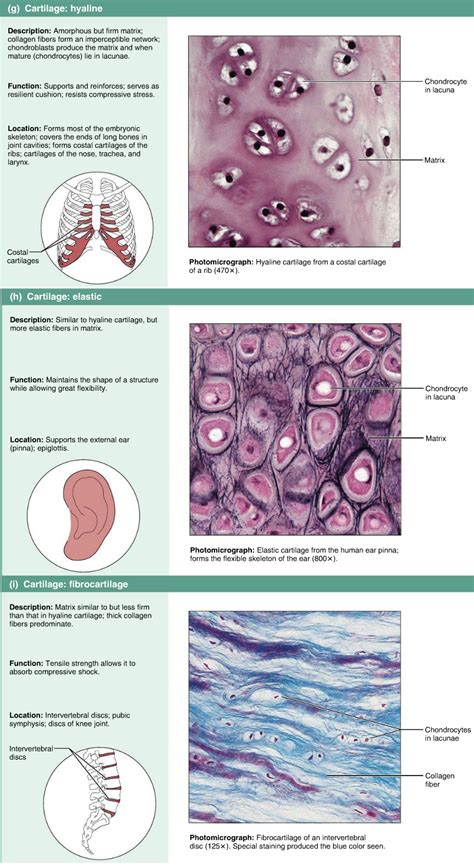 Bars of hyaline cartilage (the costal cartilages) connect ribs to sternum. Connective tissues. Cartilage - Hyaline, elastic ...