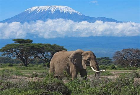 5 Of The Best Kenya Safaris From Nairobi