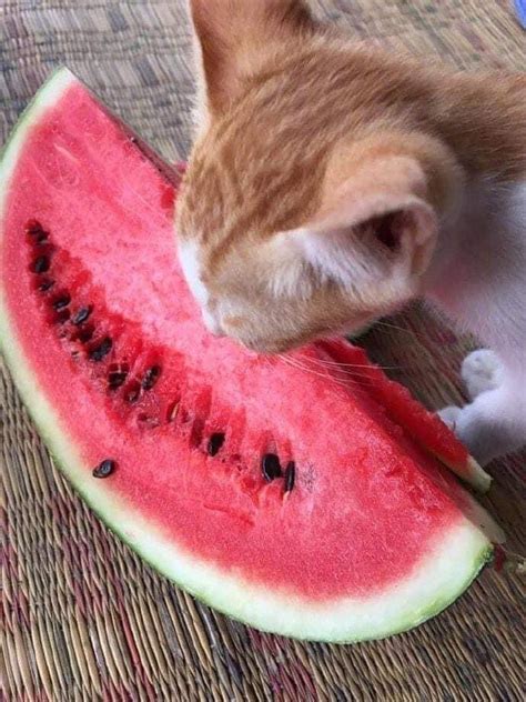 Cat Eating Watermelon Funny Cat Videos Cats Animals And Pets