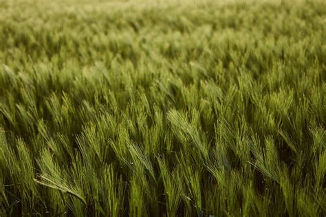 Nature Wheat Field Thick Ears Spikes Harvest Hd Wallpaper Pxfuel