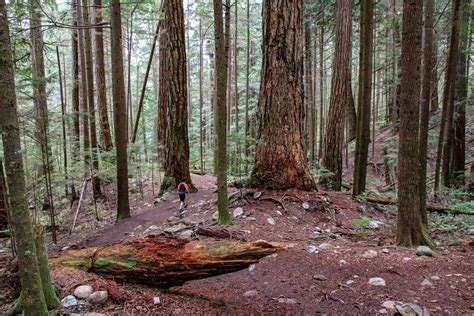 The Best Hikes Near Vancouver To See Big Trees Vancouver Trails