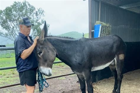 Mammoth Donkey Moonwatcher Arrives In Australia Abc News