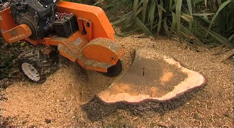 Tips And Techniques For Stump Removal