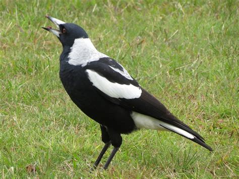 Australian Magpie Facts Habitat Diet Life Cycle Baby Pictures