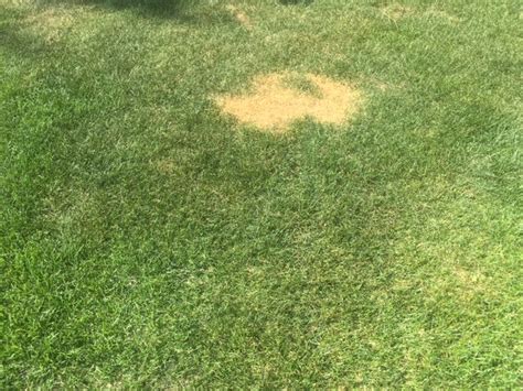 Diagnosis Yellow Spots Appeared In My Lawn Suddenly Although All