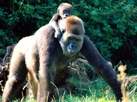 Apes Gorilla Monkey Primate Wild Baby Gorilla Ape Gorilla Hd
