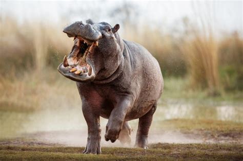 Hippo Guide Species Facts And The Best Places To See In The Wild