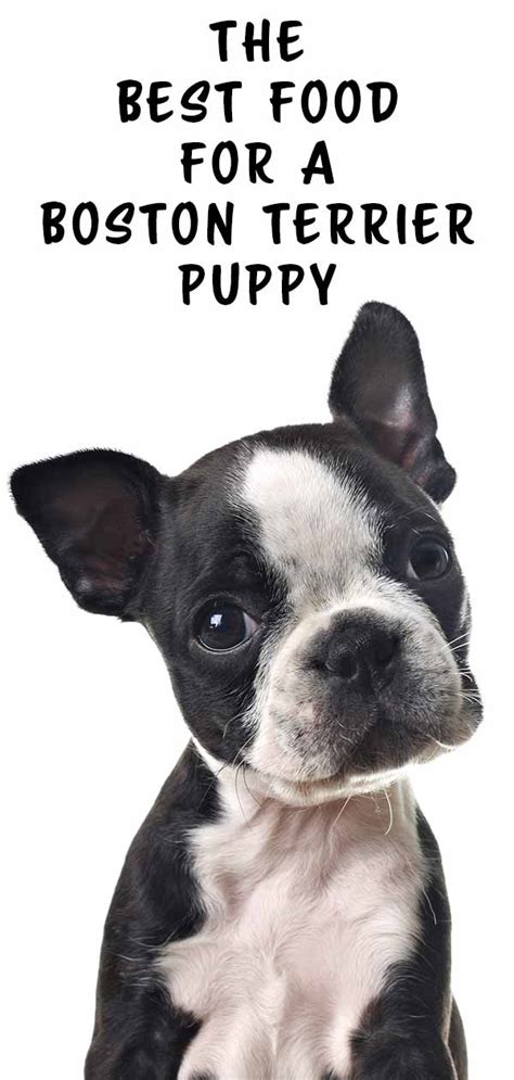 At the end of the article is a buying guide with extra information about the various dog crates and what features your boston terrier might benefit from. The Best Food for Boston Terrier Puppy Health and ...