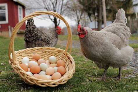 Tips For Collecting And Cleaning Chicken Eggs Chicken Eggs Chickens