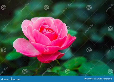 Pink Rose Bud Closeup Stock Photo Image Of Fresh Background 43960552