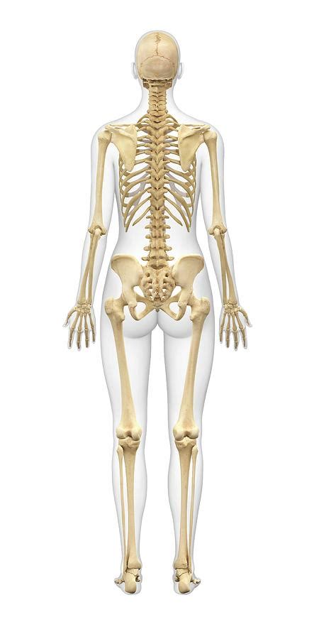 Female Skeleton 3 Photograph By Medi Mationscience Photo Library Fine Art America