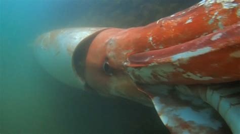 Giant Squid, Elusive Creature of the Deep, Gets a Vivid Close-Up - The ...