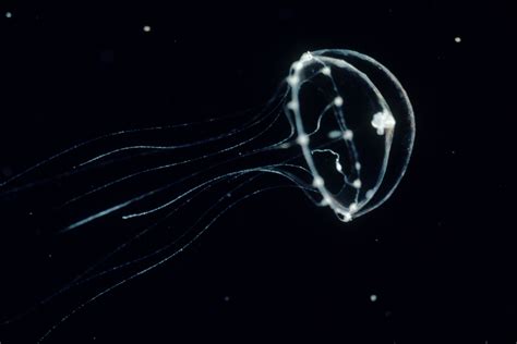 A Gene Tweaked Jellyfish Offers A Glimpse Of Other Minds Wired