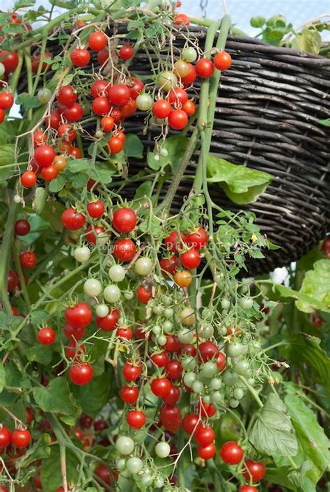 Tomatoes Cherry Tomato Cherry Cascade Plant And Flower Stock